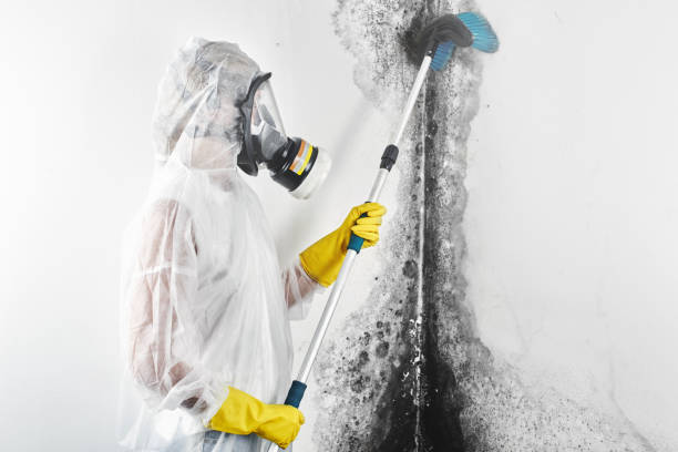 Best HVAC Mold Inspection and Cleaning  in Sylvester, GA